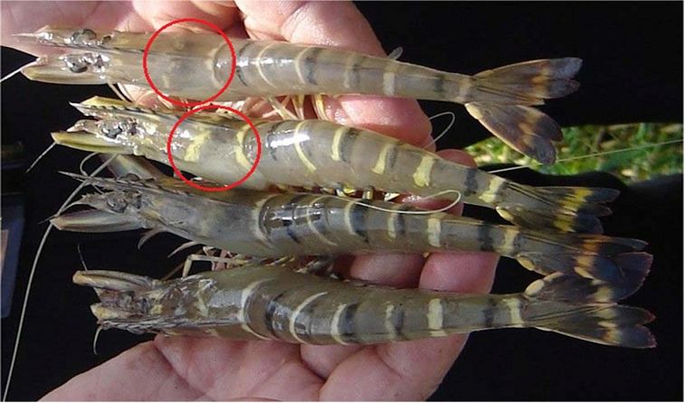 Phòng bệnh đầu vàng trên tôm sú