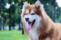 Chó Alaska
