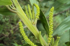 Keo tai tượng Úc