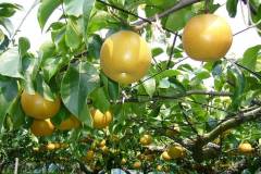 10 loại cây nông nghiệp ăn quả nhập khẩu có giá trị kinh tế cao 