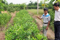 Nông dân lai tạo giống ăn quả: Giống bưởi Đào Chuyên và câu chuyện về người “cha đẻ” ra giống bưởi quý