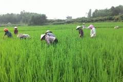 Biện pháp phòng ngừa sâu bệnh hại lúa vụ hè thu hiệu quả
