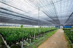 Bạt đen che nắng – Giải pháp cho nhà nông
