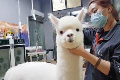 Alpaca là con gì? Nguồn gốc và đặc điểm ngoại hình của lạc đà alpaca
