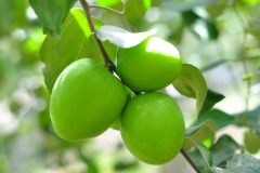 Đặc sản táo xanh Ninh Thuận