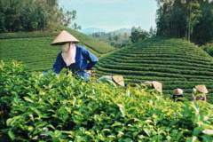 Tìm hiểu các mô hình kinh tế nông nghiệp hiệu quả