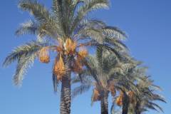 Cây chà là giống: đặc điểm và kỹ thuật trồng đúng cách