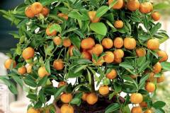 Xây dựng chế độ bổ sung dinh dưỡng cho cây quất hiệu quả nhất 