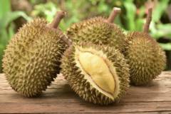 Nhu cầu dinh dưỡng của cây sầu riêng ở từng giai đoạn khác nhau