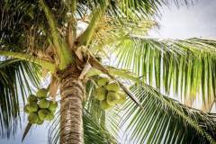 Những yếu tố đáp ứng đầy đủ nhu cầu dinh dưỡng của cây dừa 
