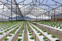 Nông nghiệp xanh và một số mô hình phổ biến hiện nay 