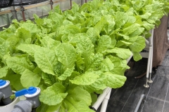 Thủy canh Aquaponics sự kết hợp của trồng rau - nuôi cá, giải pháp hay cho việc xử lý nước thải trong nuôi trồng thủy sản.