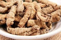 Cây ba kích - Vị thuốc quý trong đông y 
