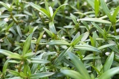 Bạch hoa xà thiệt thảo