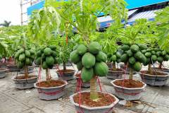 Các địa điểm bán cây đu đủ lùn hcm