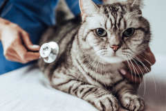 Biểu hiện, nguyên nhân và cách điều trị bệnh bạch cầu ở mèo (FeLV)