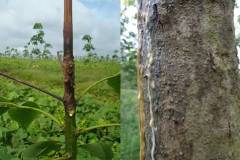 Cách điều trị bệnh botryodiplodia trên cây cao su hiệu quả