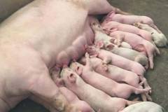Các biện pháp phòng ngừa bệnh cầu trùng ở lợn 