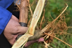 Bệnh chết héo cây keo
