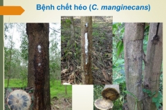 Phòng chống bệnh chết héo cây keo