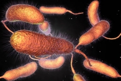 Bệnh cua đồng hoại tử do vi khuẩn Vibrio - triệu chứng và cách điều trị