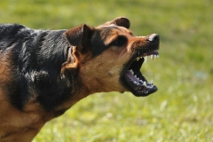 Bệnh dại ở chó: Nguyên nhân gây bệnh dại và cách phòng ngừa