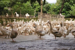 Bệnh Dịch Tả Ngỗng - nguyên nhân, triệu chứng và cách điều trị