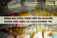 Bệnh đỏ thân trên tôm sú: Nguyên nhân, dấu hiệu và cách phòng trị 