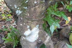 Bệnh đốm đồng tiền trên cây mai: Tìm hiểu dấu hiệu bệnh, nguyên nhân và cách điều trị