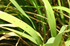 Bệnh đốm nâu gây hại lúa