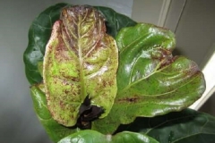 Bệnh đốm nâu trên lá cây bàng Singapore: Biểu hiện, nguyên nhân và cách điều trị