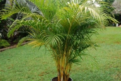 Bệnh đốm xám do nấm Pestalotia palmarum gây ra ở cây cau vàng: Triệu chứng, nguyên nhân và cách điều trị