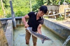 Bệnh đường ruột ở cá tầm - nguyên nhân, triệu chứng và cách điều trị