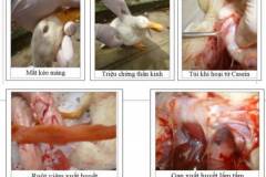 Bệnh ecoli kéo màng trên vịt và phương pháp phòng ngừa