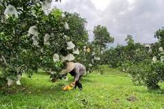 Tìm hiểu một số loại bệnh hại cây ăn quả và cách phòng trừ 