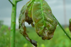 Bệnh héo đen đầu lá trên cây cao su