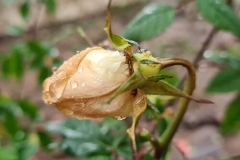 Phòng bệnh Verticillium trên hoa hồng hiệu quả