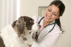 Kinh nghiệm phòng tránh và cách điều trị bệnh ho cũi chó đầy đủ