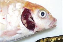 Bệnh khv trên cá chép: Nguyên nhân, dấu hiệu nhận biết và cách phòng trị