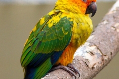 Bệnh lao giả ở Vẹt: Triệu chứng nhận biết, nguyên nhân gây bệnh và cách điều trị