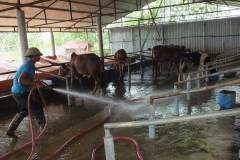 Các biện pháp phòng chống bệnh lở mồm long móng ở bò