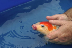 Bệnh lồi mắt ở cá cảnh: Dấu hiệu, nguyên nhân và cách điều trị