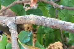 Bệnh nấm hồng trên cây mai vàng và những điều cần biết về cách phòng, điều trị bệnh