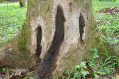 Bệnh nứt thân xì mủ do nấm Phytophthora trên sầu riêng 