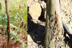 Bệnh nứt thân xì mủ trên cây mắc ca