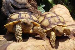 Rùa Sulcata là rùa gì? Các loại bệnh ở rùa Sulcata