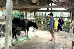 Biện pháp phòng ngừa bệnh sán lá gan ở trâu bò hiệu quả 