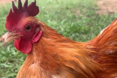 Phòng bệnh sổ mũi truyền nhiễm ở gà (Coryza)