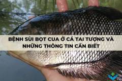 Bệnh sùi bọt cua ở cá tai tượng và những thông tin cần biết