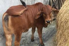 Các biện pháp phòng ngừa bệnh sưng khớp ở bò hiệu quả 
